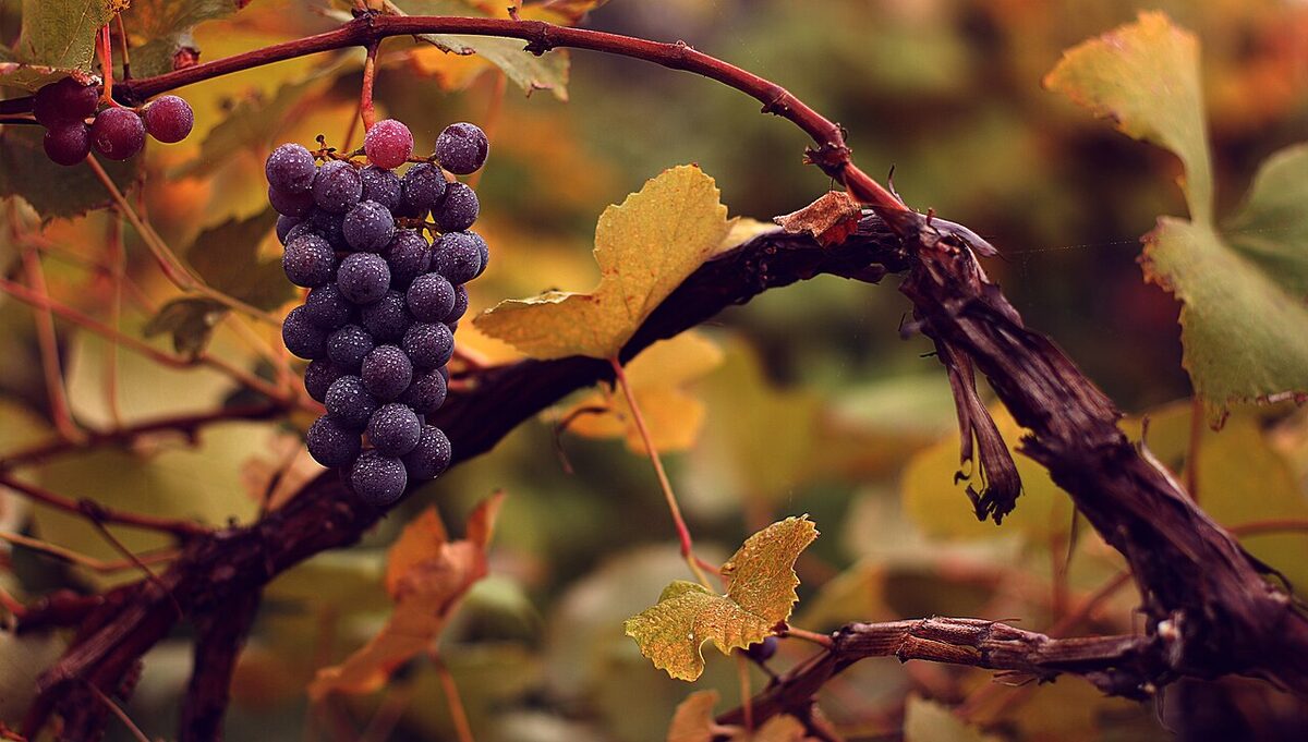 Виноград (Vitis vinifera) — внешний вид растения