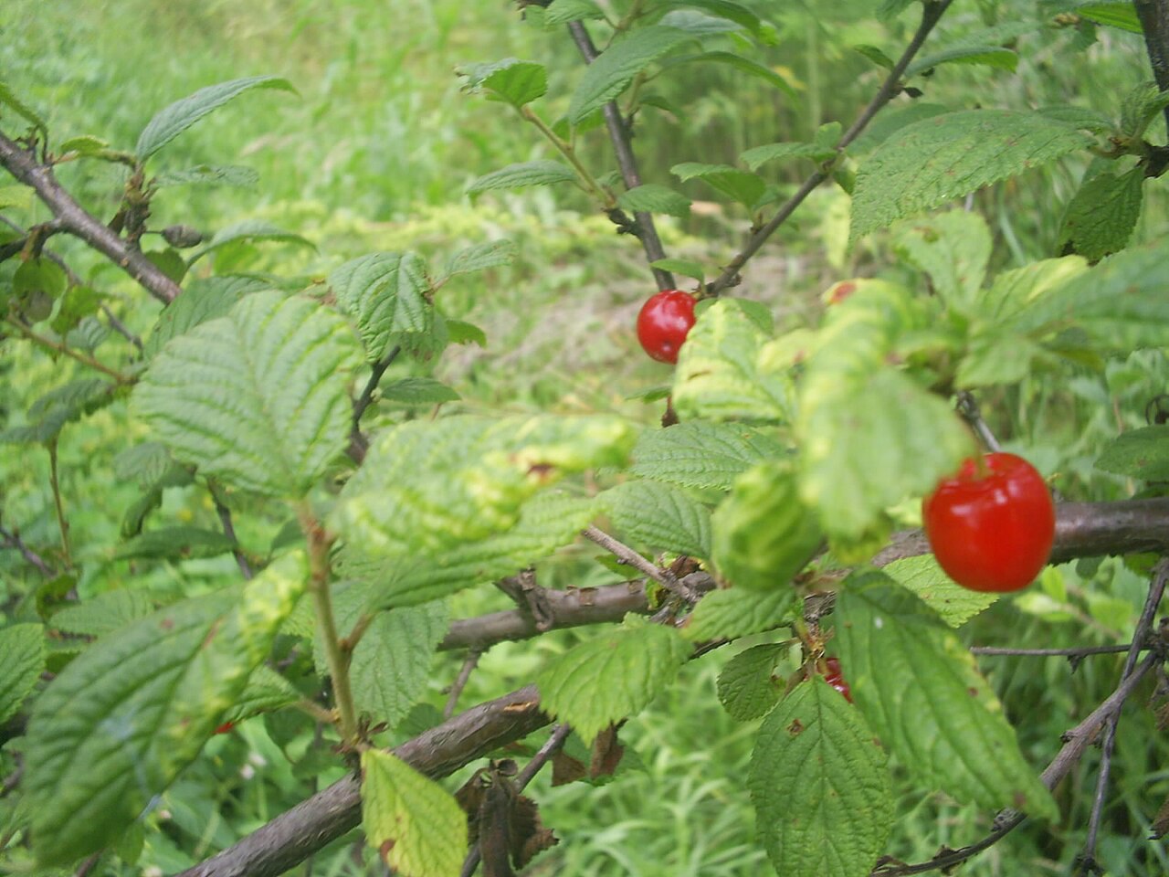 Вишня войлочная (Prunus tomentosa) — внешний вид растения
