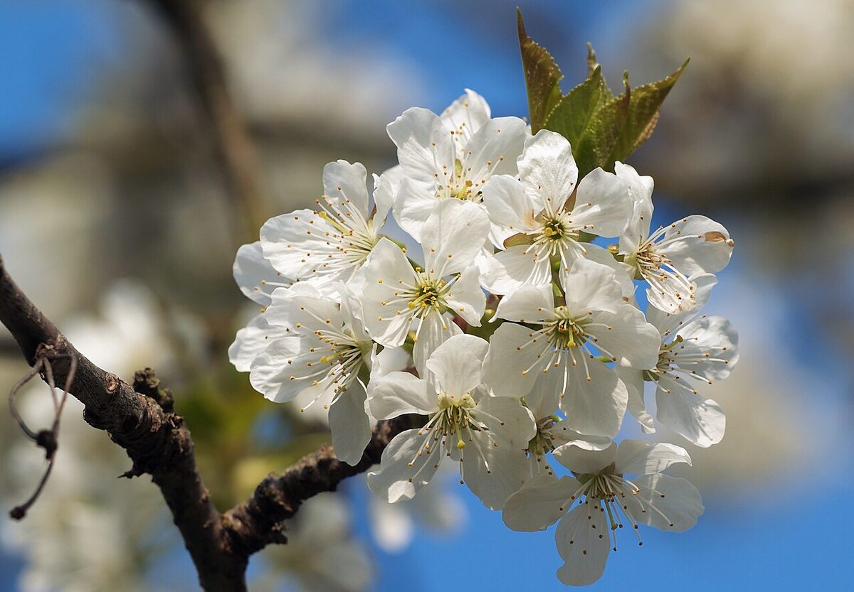 Вишня (Prunus cerasus) — внешний вид растения