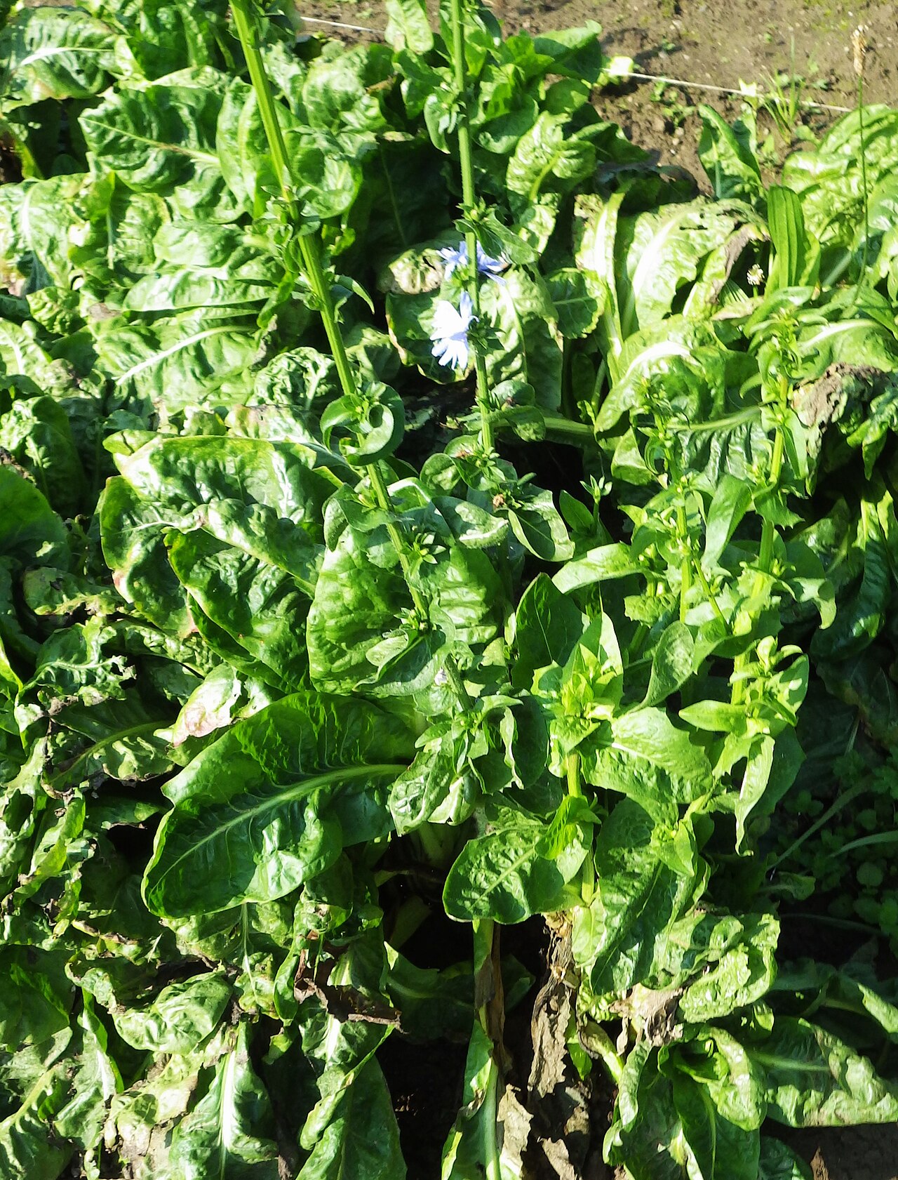 Витлуф (Cichorium intybus var. foliosum) — внешний вид растения