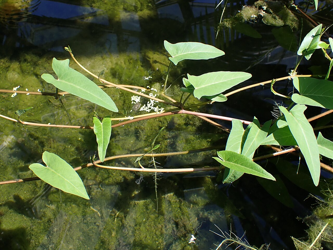 Водяной шпинат (Ipomoea aquatica) — внешний вид растения