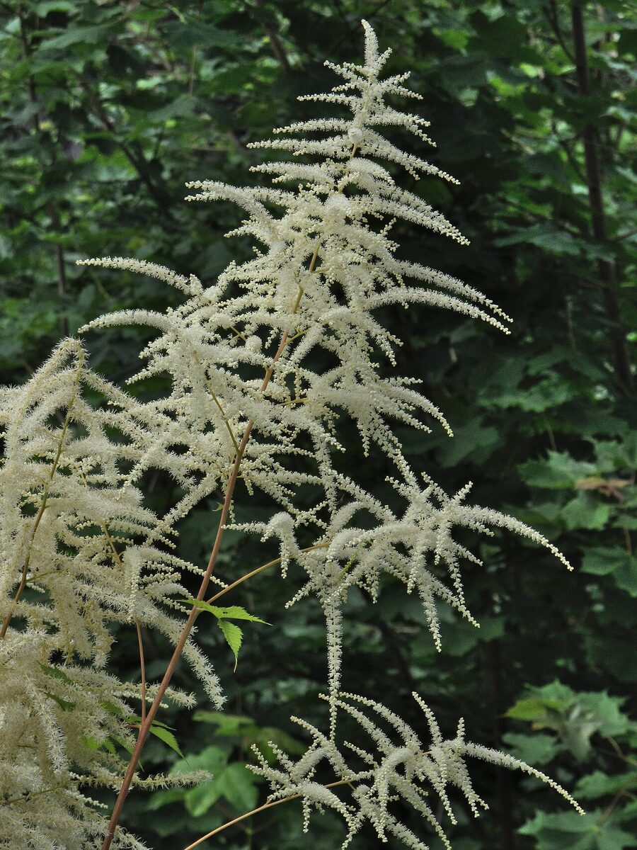 Волжанка (Aruncus) — внешний вид растения