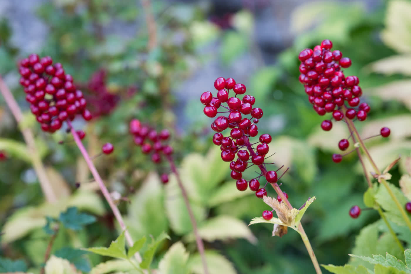 Воронец красный (Actaea rubra) — гроздь глянцевых ярко-красных ягод на тонких зеленовато-пурпурных цветоножках