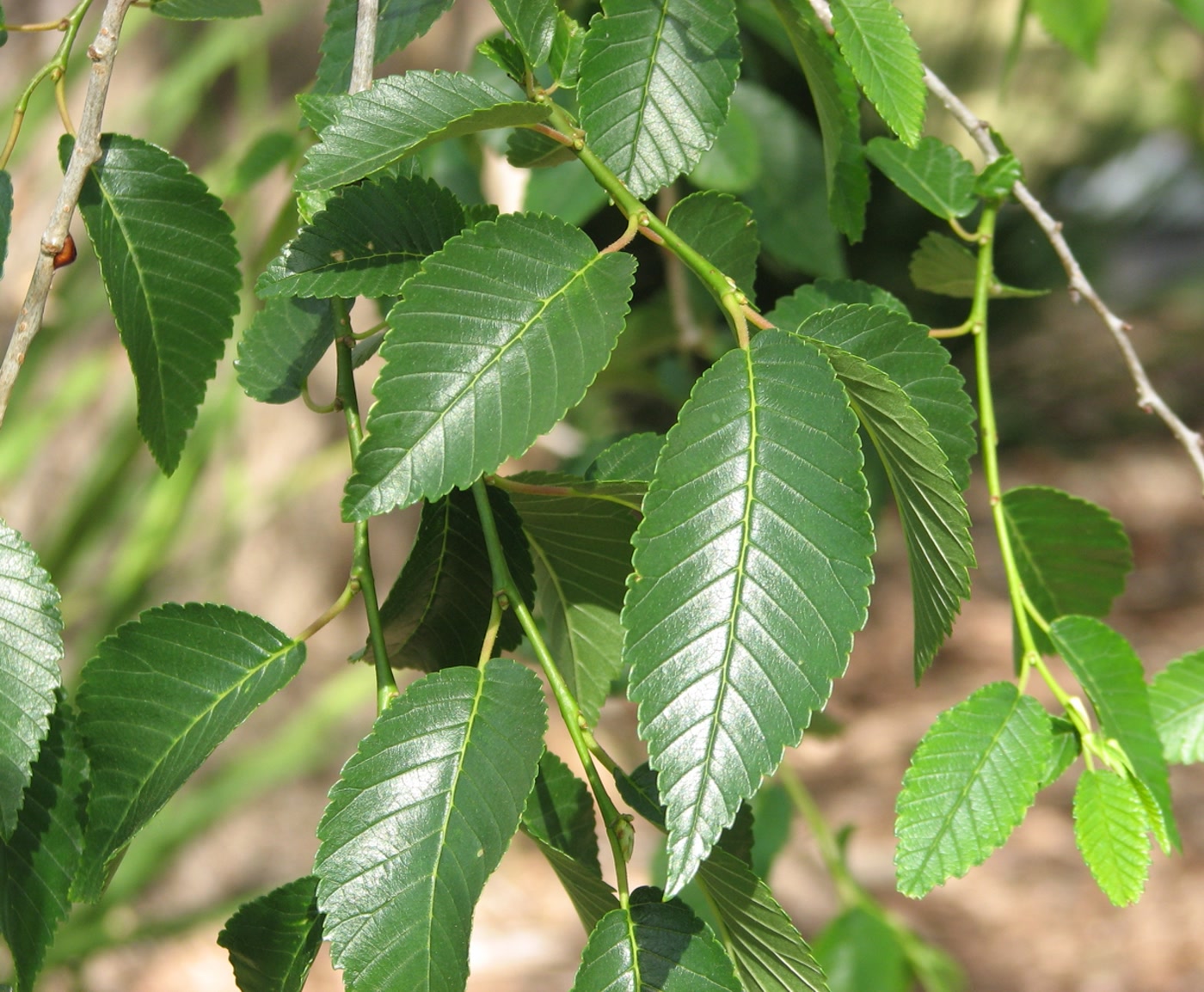 Вяз мелколистный, карагач (Ulmus pumila) — листья растения