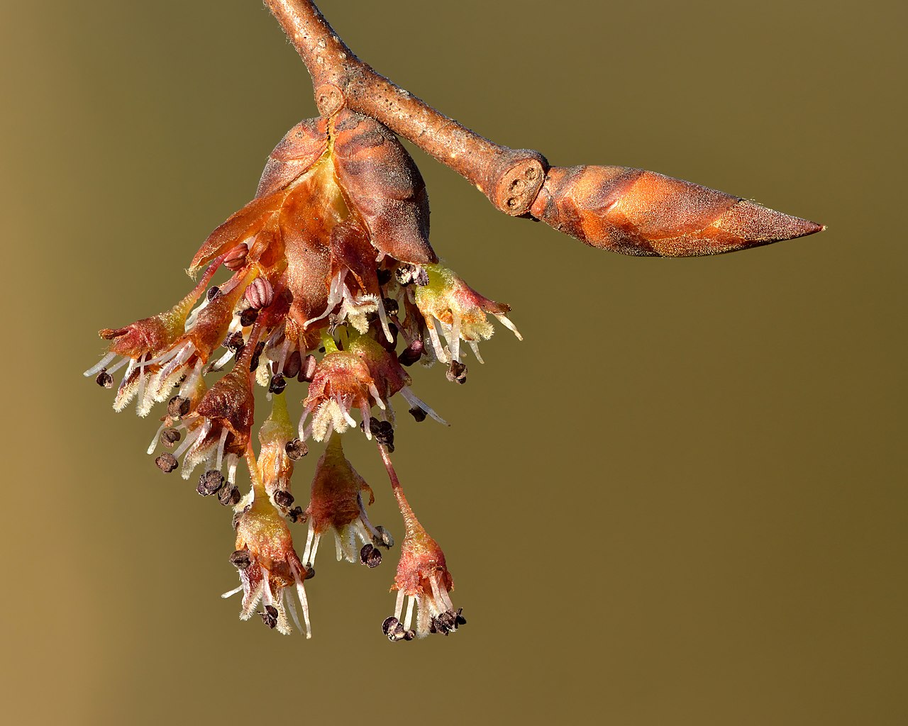 Вяз (Ulmus) — внешний вид растения