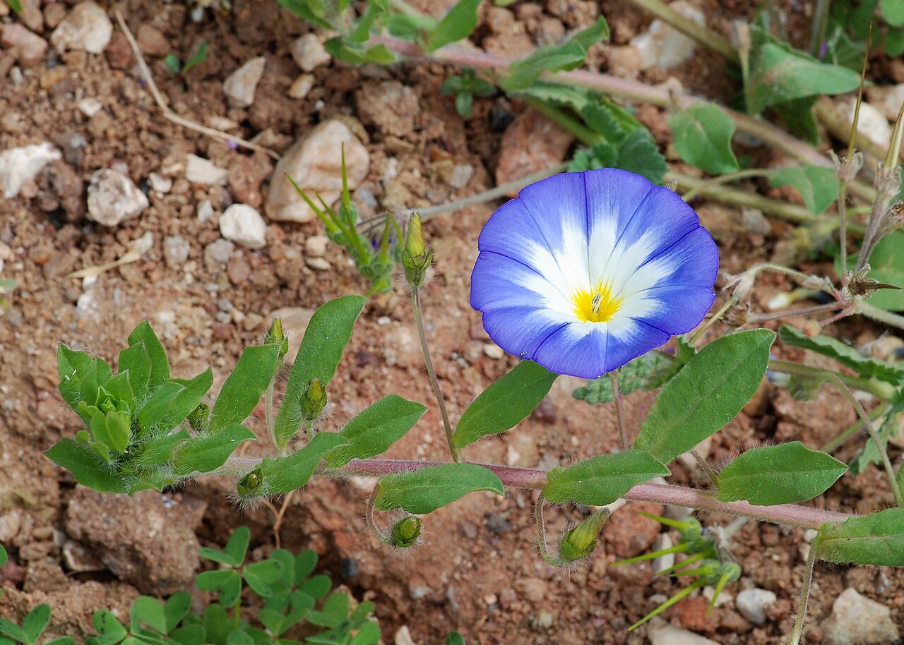 Вьюнок трёхцветный (Convolvulus tricolor) — внешний вид растения