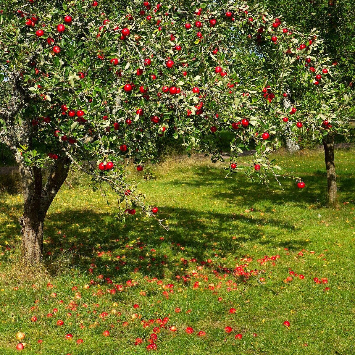 Яблоня (Malus domestica) — внешний вид растения