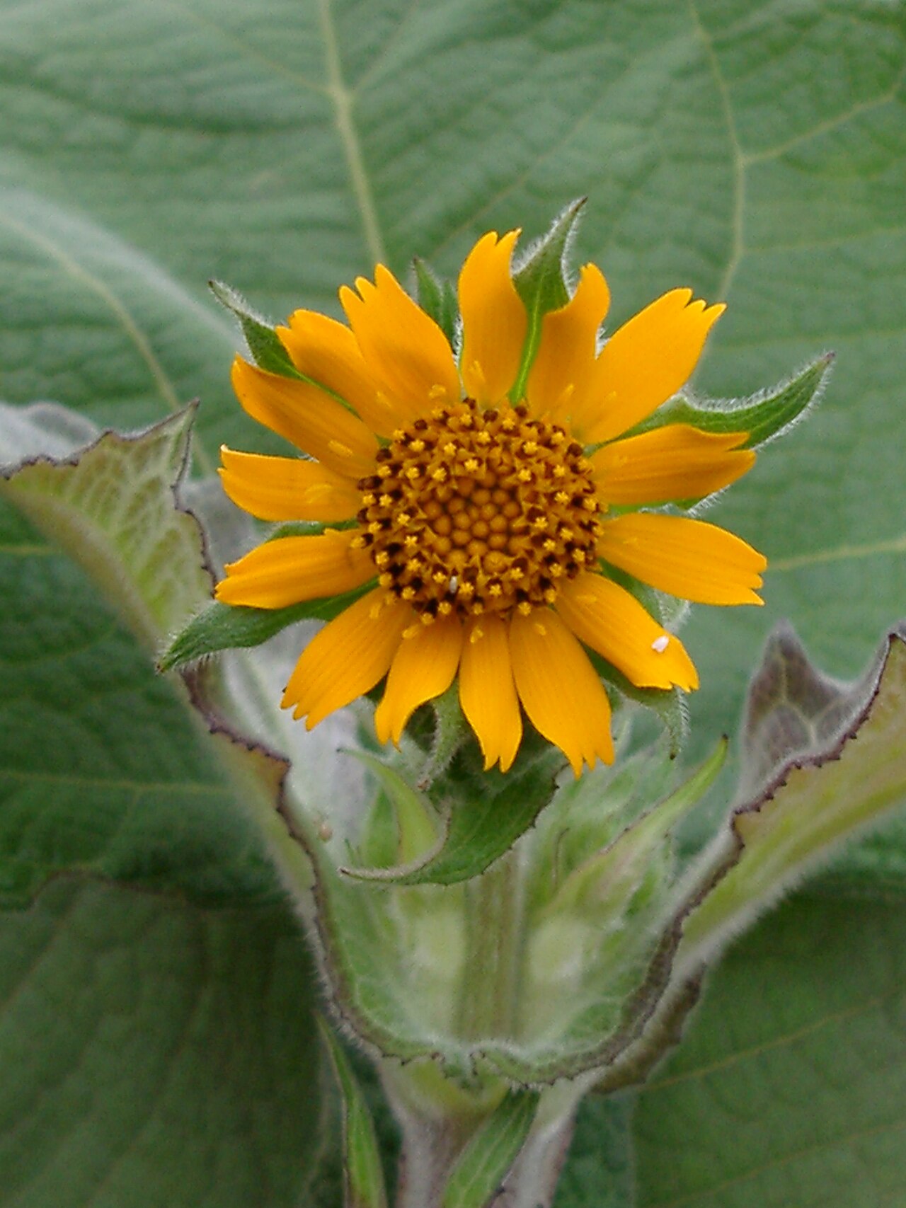 Якон (Smallanthus sonchifolius) — внешний вид растения