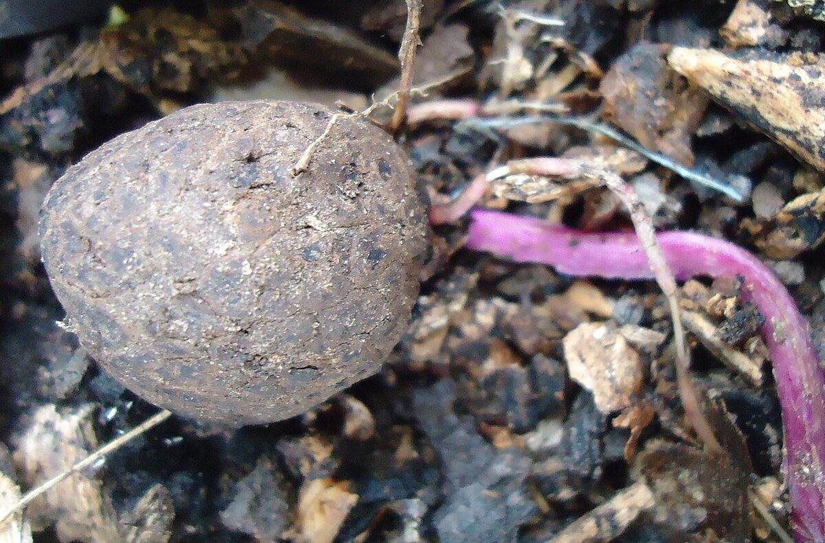 Ямс (Dioscorea) — внешний вид растения