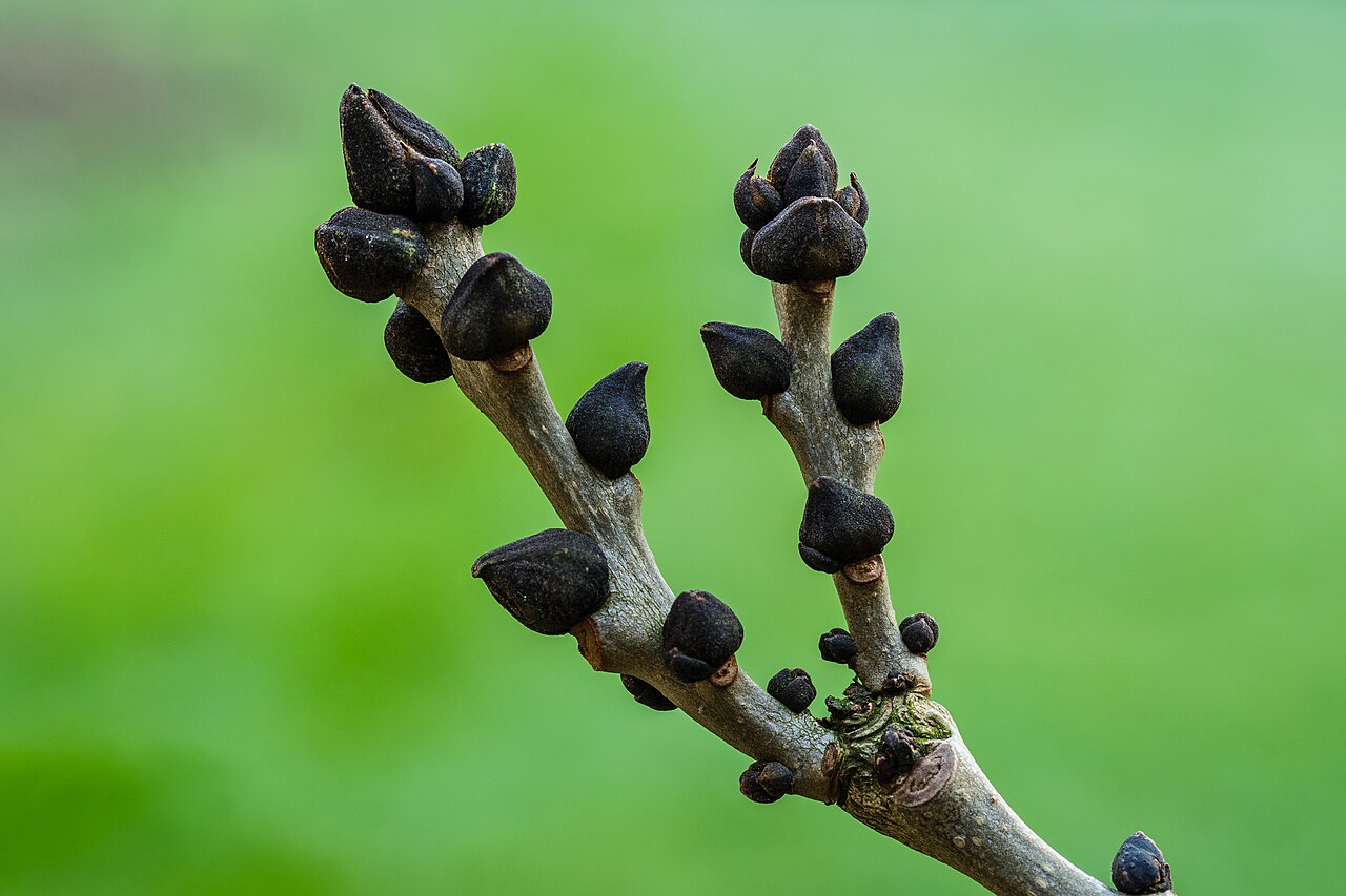 Ясень (Fraxinus excelsior) — внешний вид растения