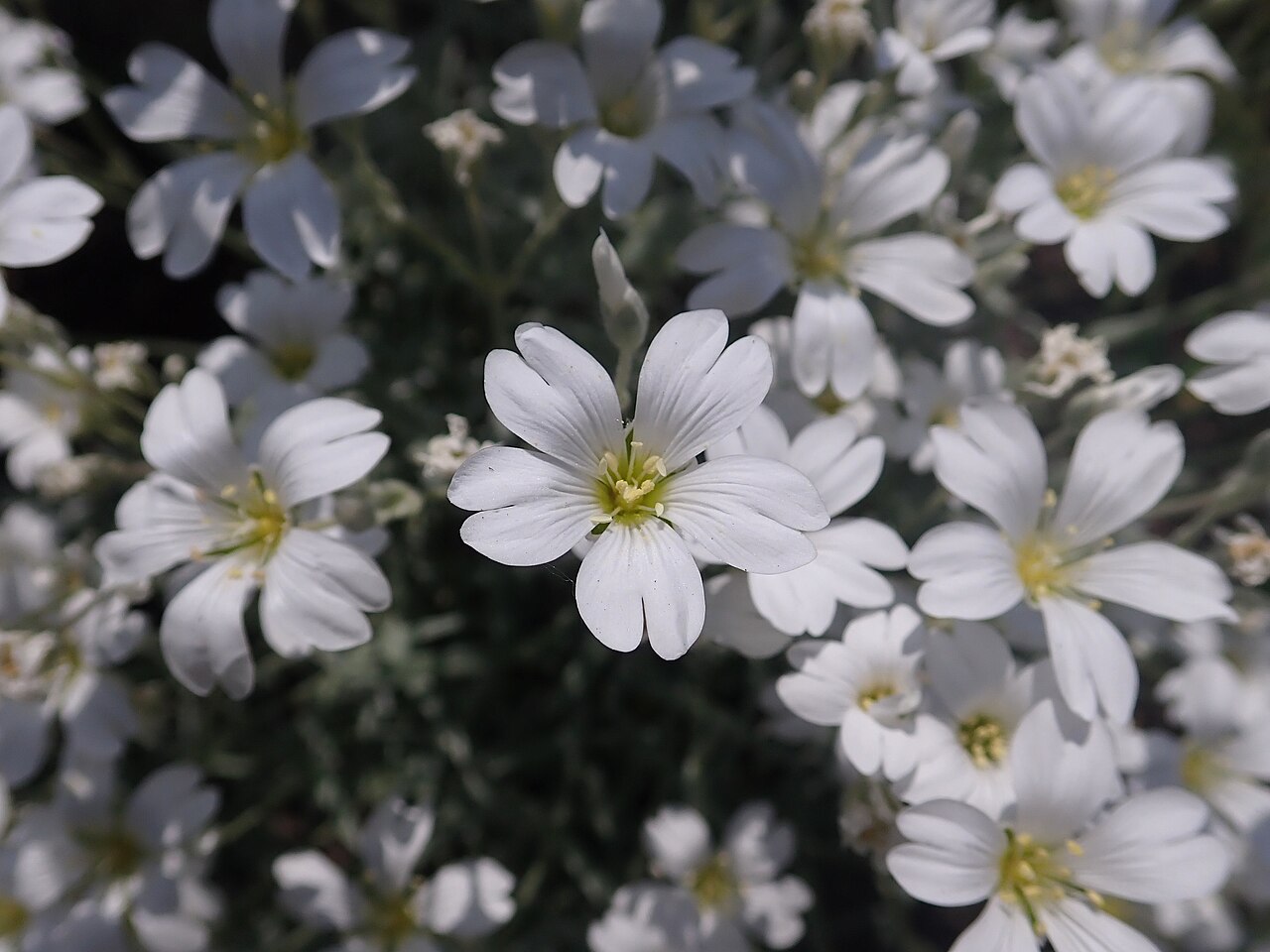 Ясколка (Cerastium tomentosum) — внешний вид растения