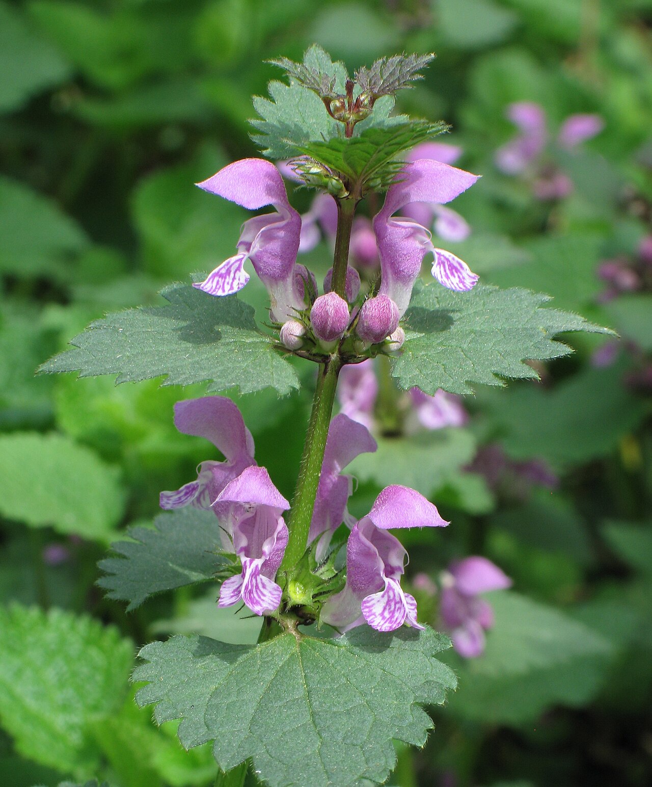 Яснотка (Lamium maculatum) — внешний вид растения