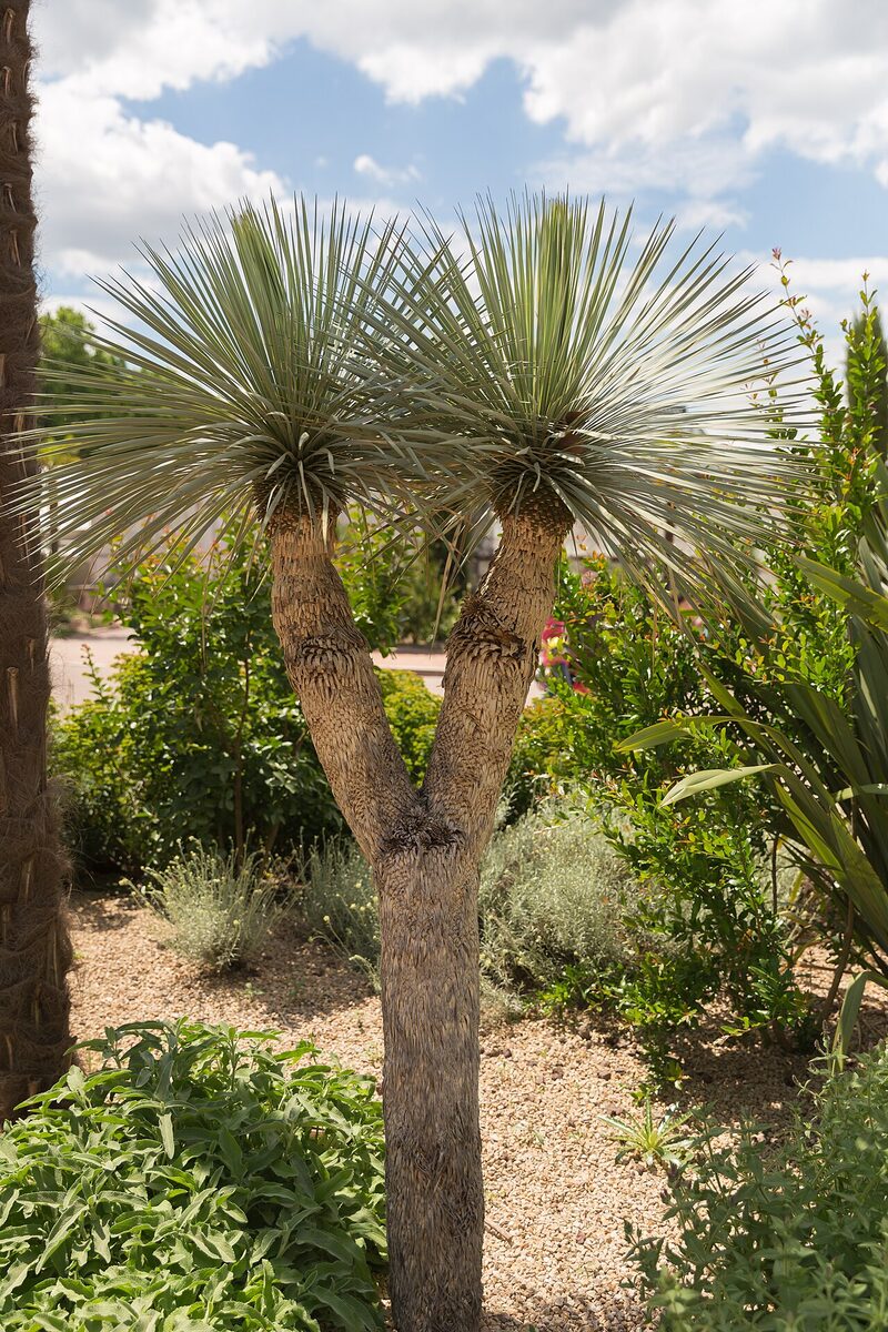 Юкка (Yucca) — внешний вид растения