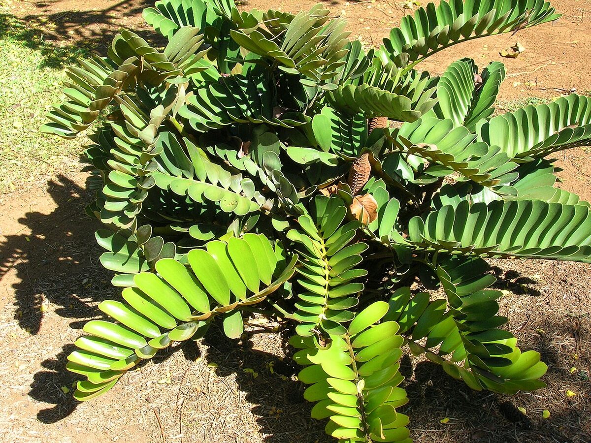 Замия (Zamia) — внешний вид растения