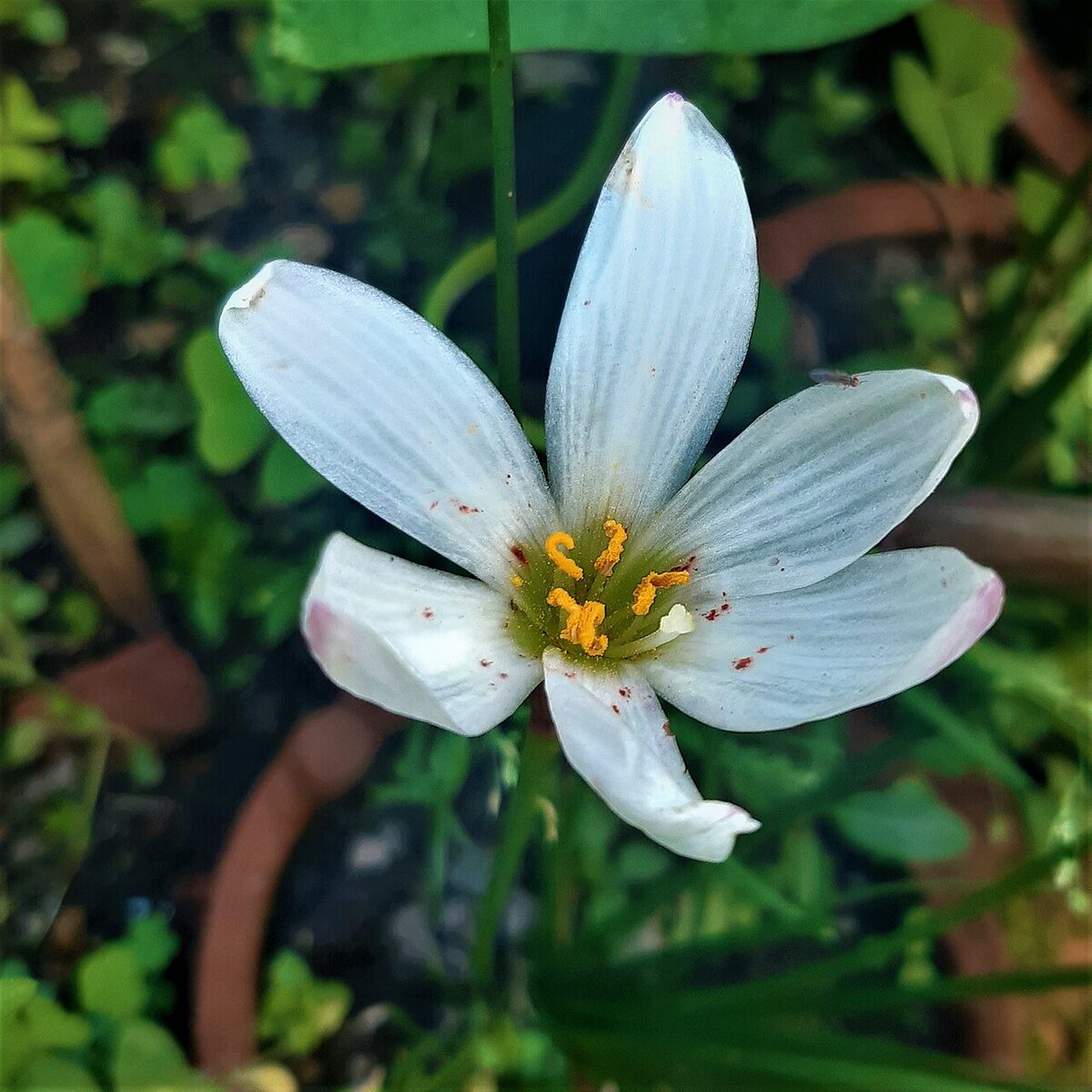 Зефирантес (выскочка) (Zephyranthes) — внешний вид растения