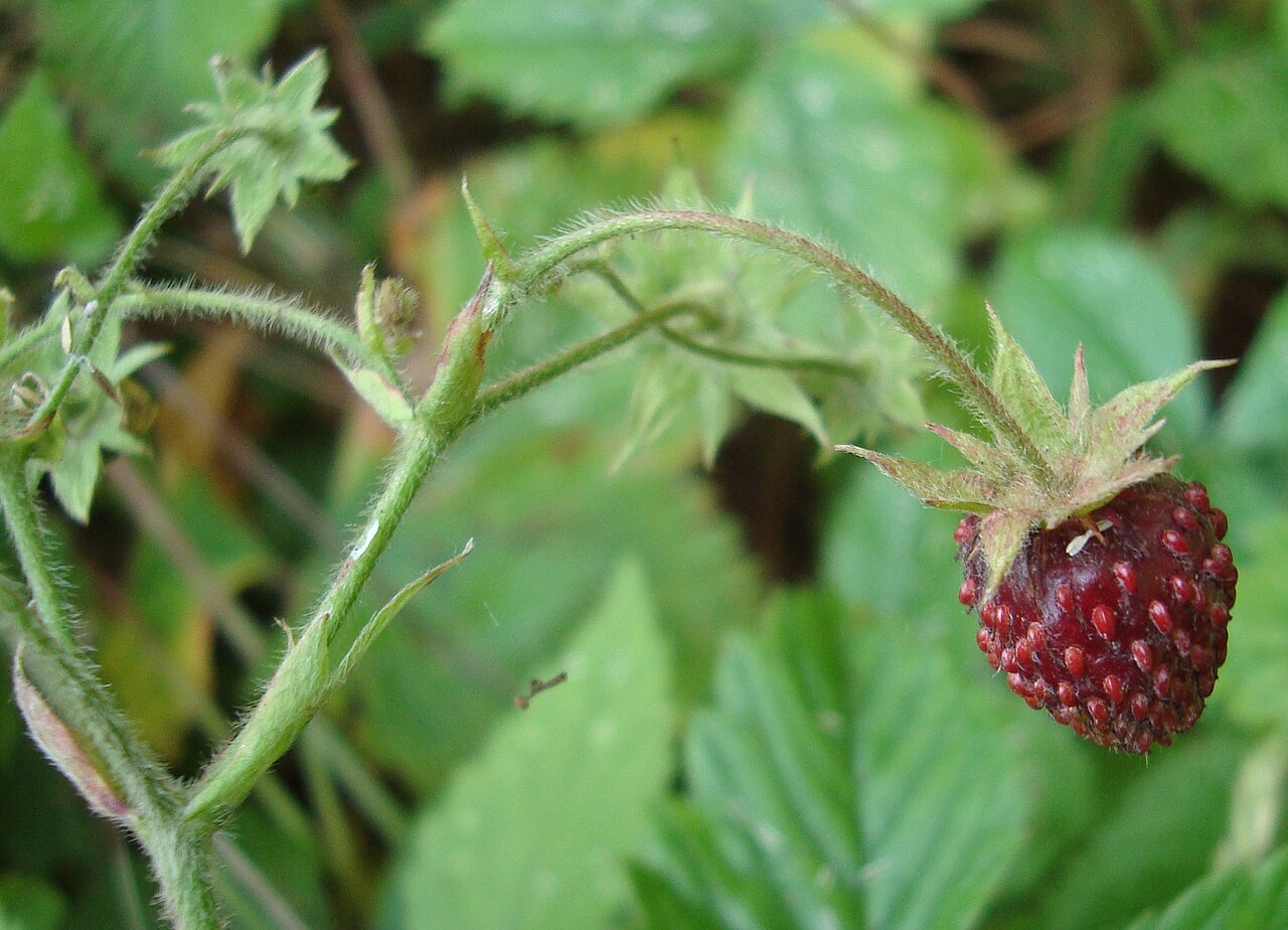 Земклуника (Fragaria × ananassa × moschata) — внешний вид растения