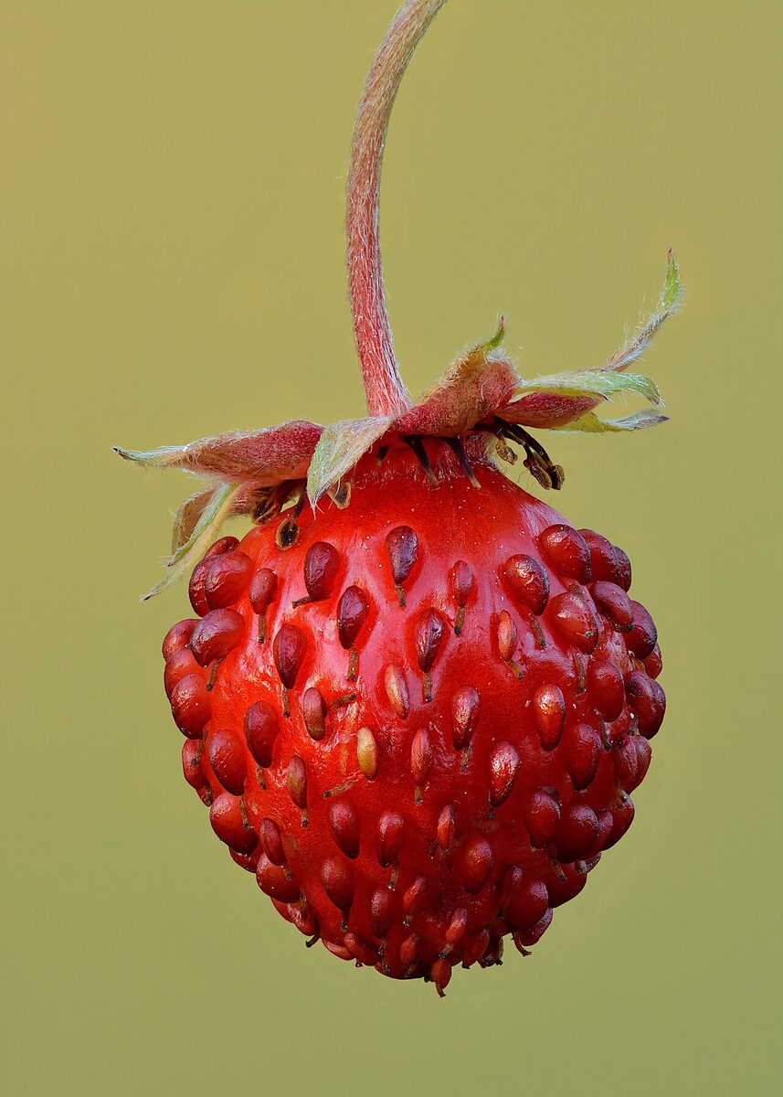 Земляника садовая (Fragaria vesca) — внешний вид растения