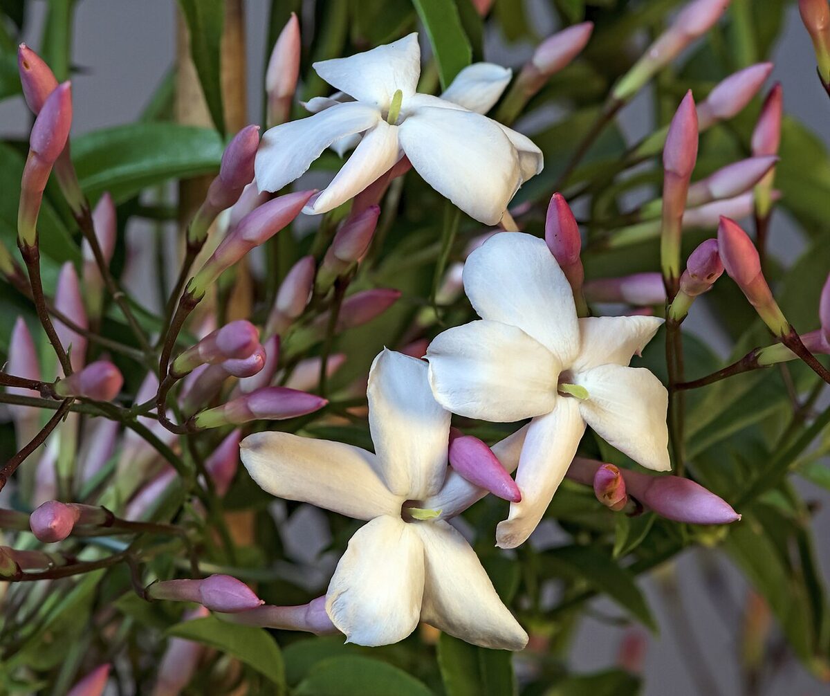 Жасмин комнатный (Jasminum) — внешний вид растения