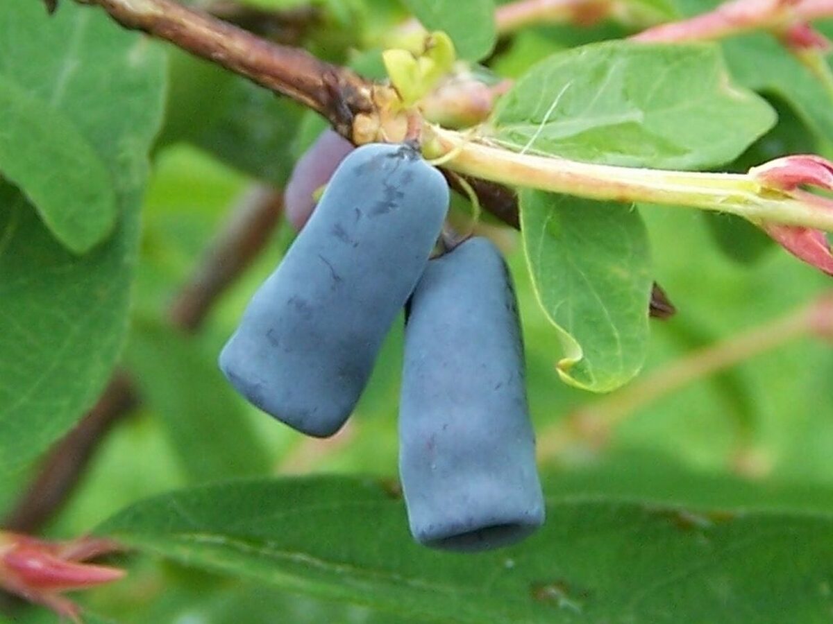 Жимолость (Lonicera caerulea) — внешний вид растения
