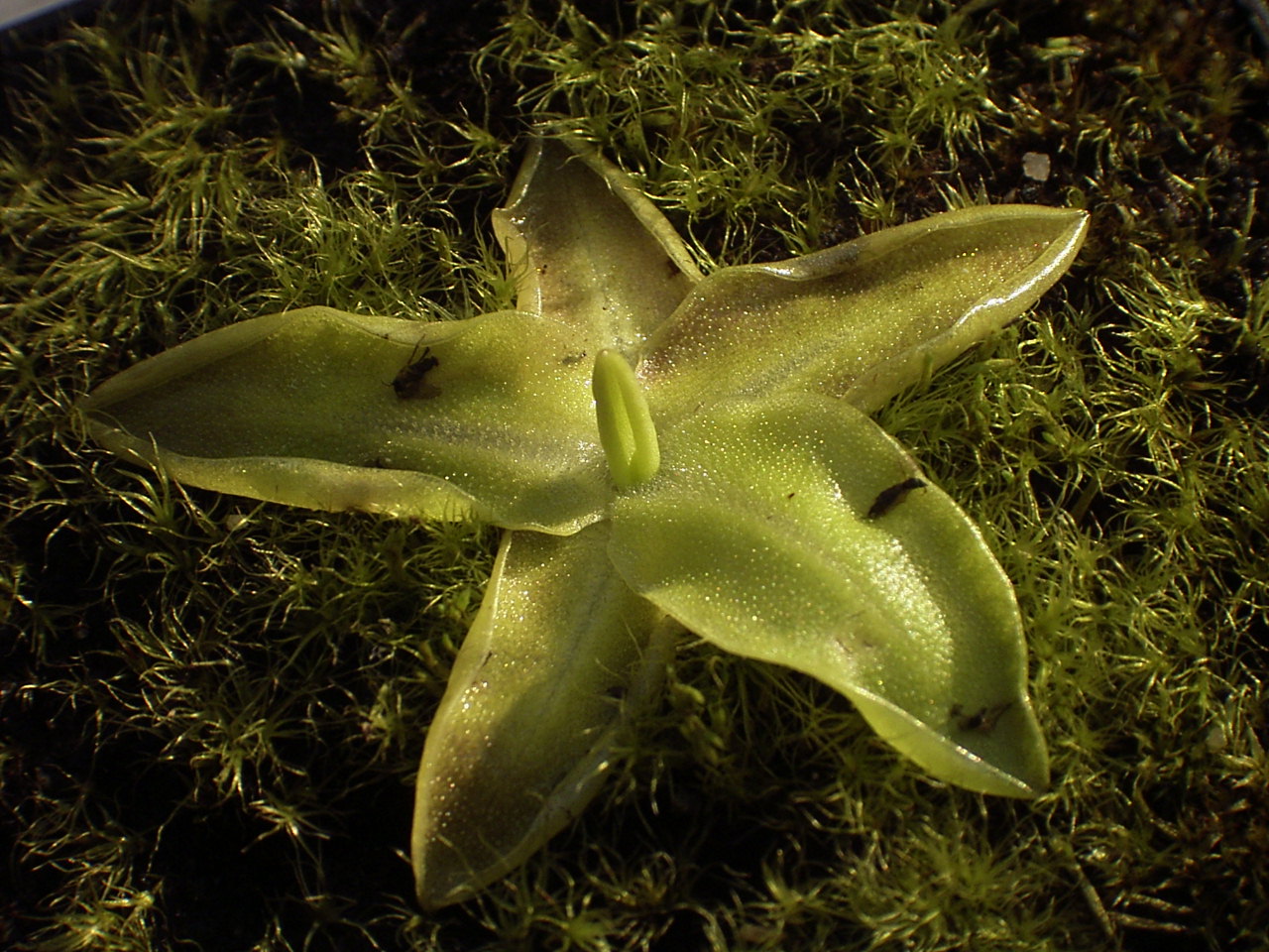 Жирянка (Pinguicula) — внешний вид растения