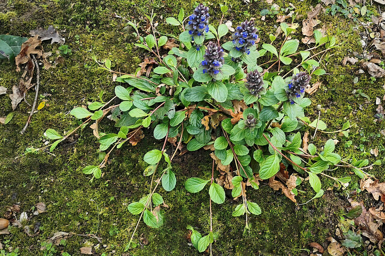Живучка (Ajuga reptans) — внешний вид растения