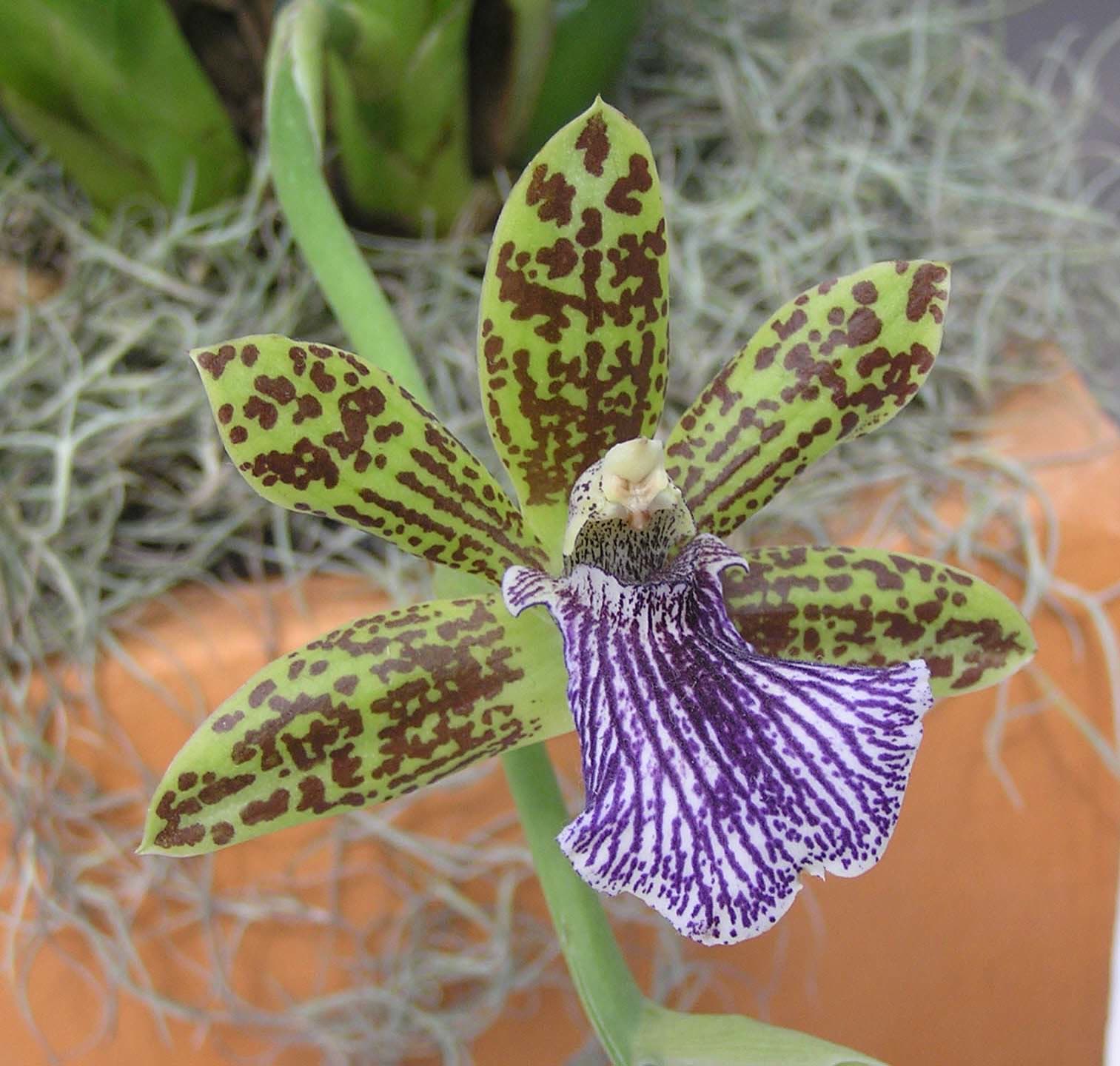 Зигопеталум изогнутый (Zygopetalum intermedium) — цветение