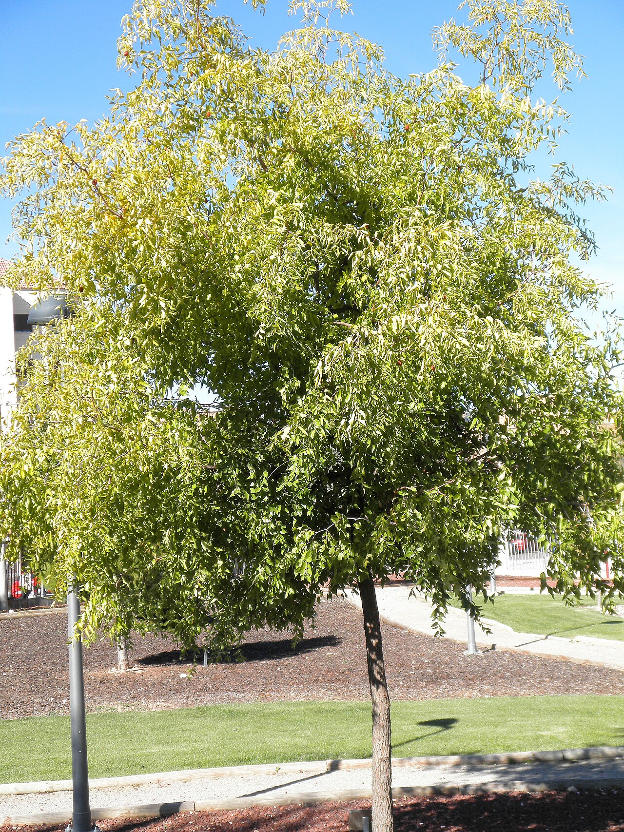 Зизифус (Ziziphus jujuba) — внешний вид растения