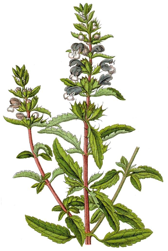 Змееголовник молдавский (Dracocephalum moldavica) — внешний вид растения