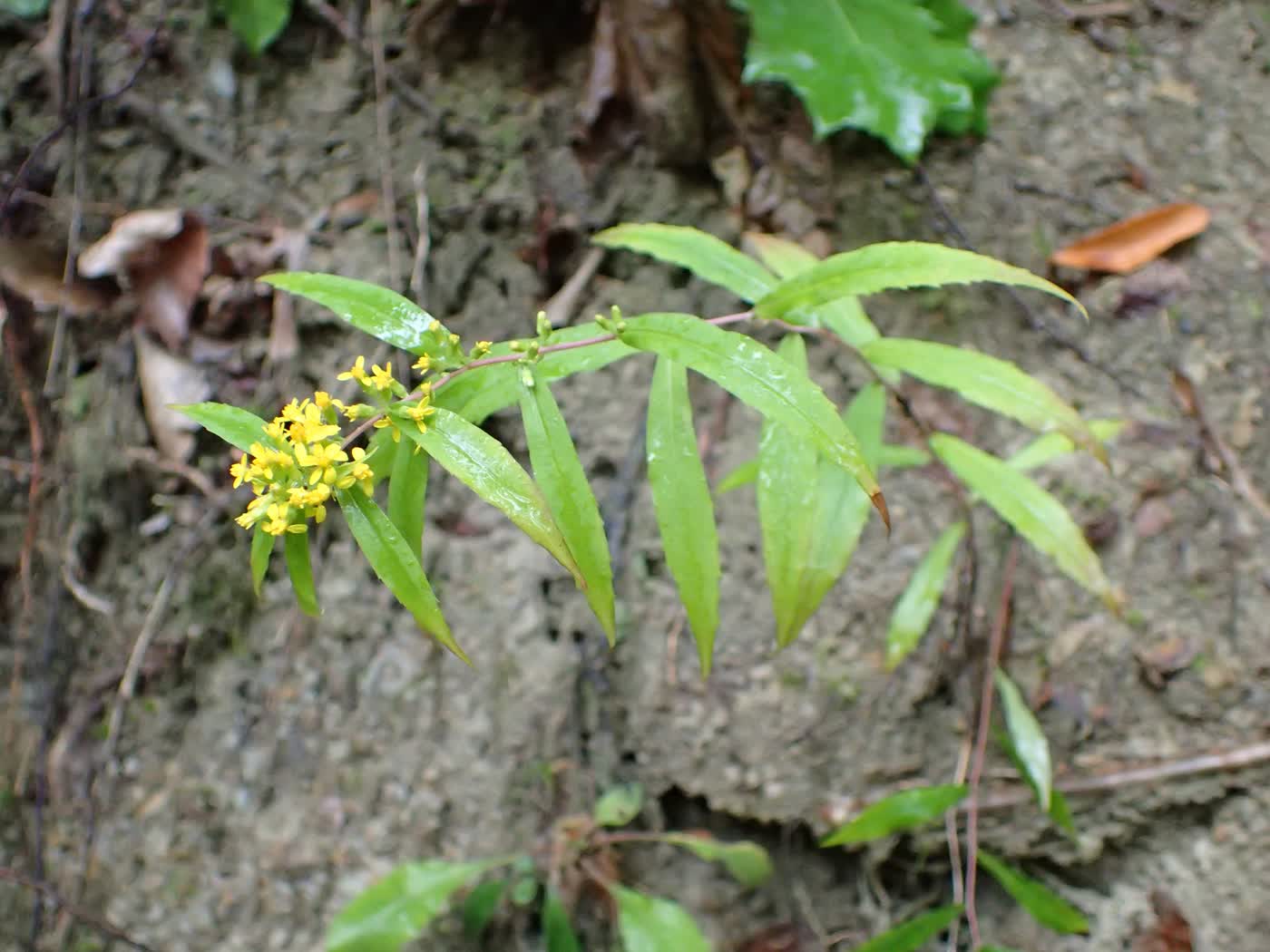 Золотарник сизый (Solidago caesia) — дугообразные сизые стебли с жёлтыми соцветиями в пазухах листьев