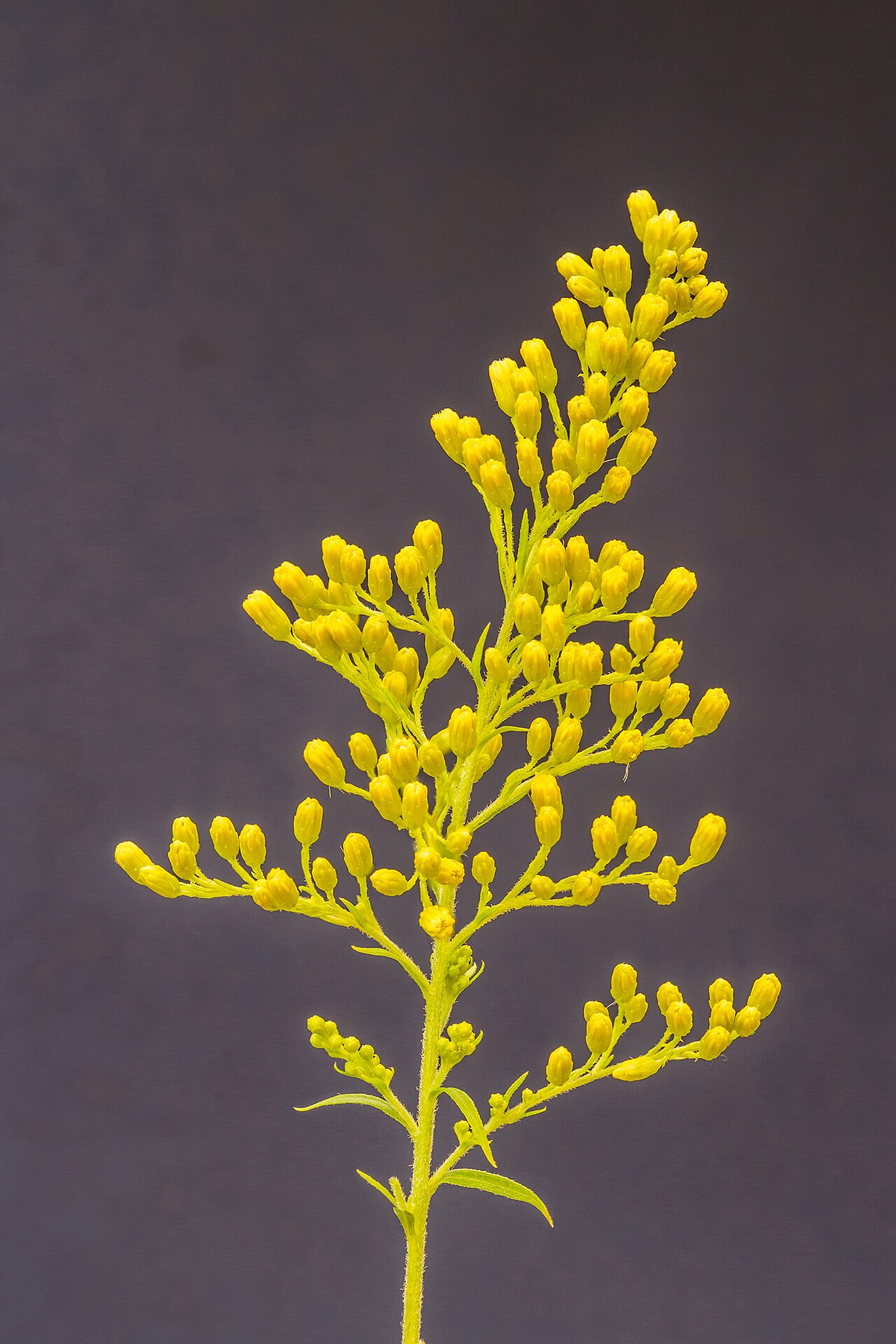 Золотарник (Solidago) — внешний вид растения