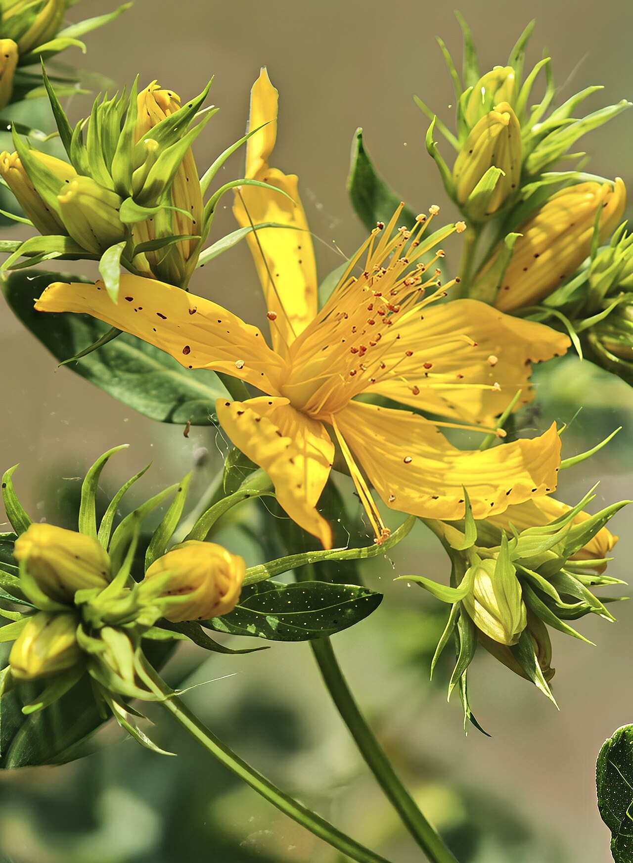 Зверобой (Hypericum perforatum) — внешний вид растения